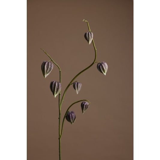 Chinese Lantern Flower Spray