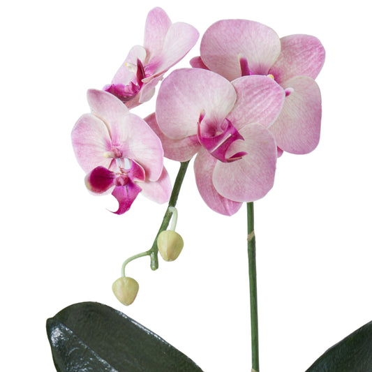 Phalaenopsis Plant Purple