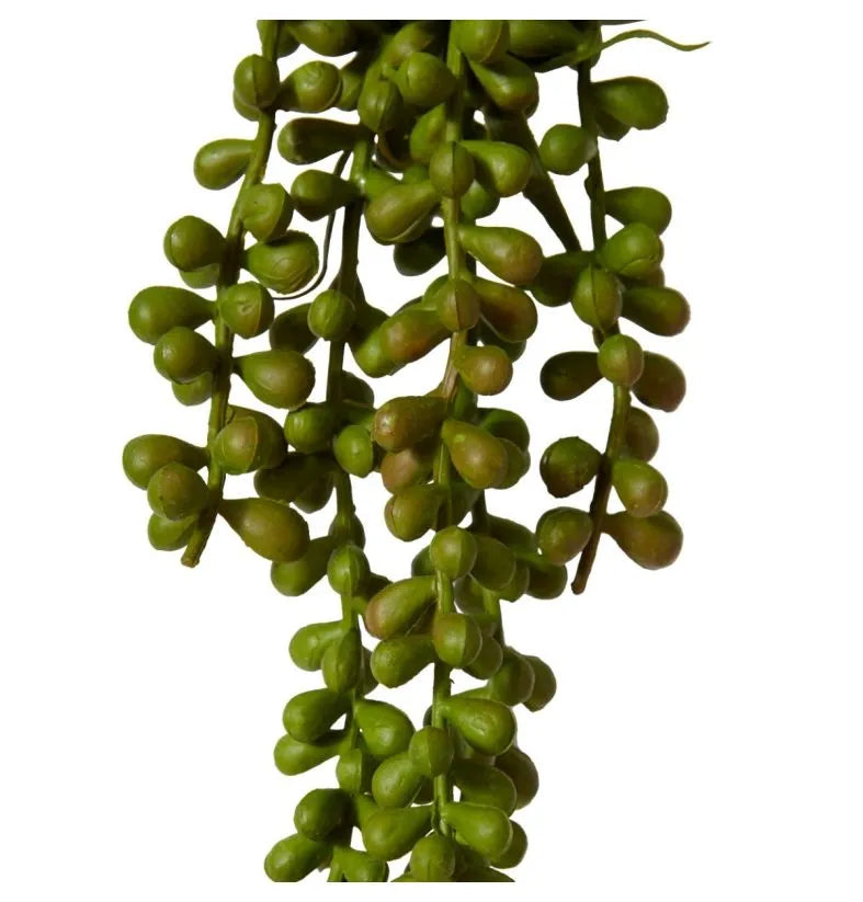 String of Pearls Hanging Plant