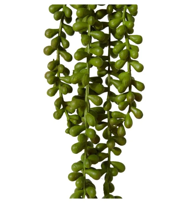 String of Pearls Hanging Plant