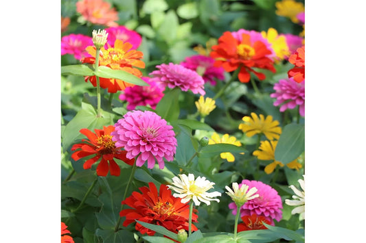 Greetings to Grow | Wishing You All The Best