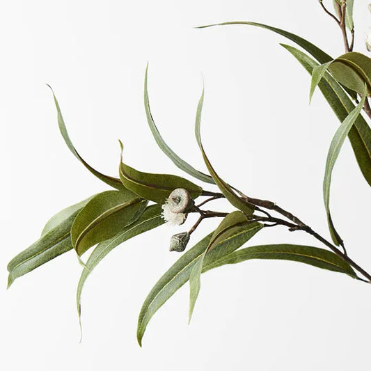Eucalyptus Pod Flowering Spray