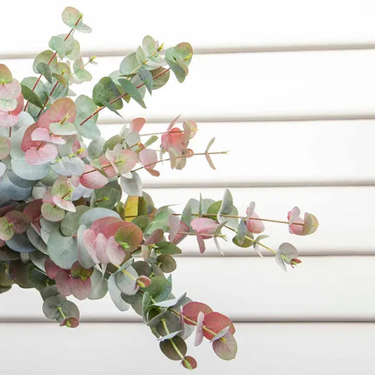 Eucalyptus Silver Dollar Spray