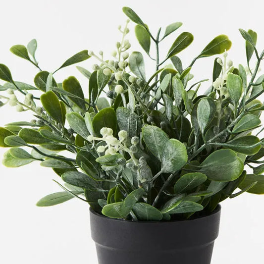 Boxwood Berry Bush in Pot