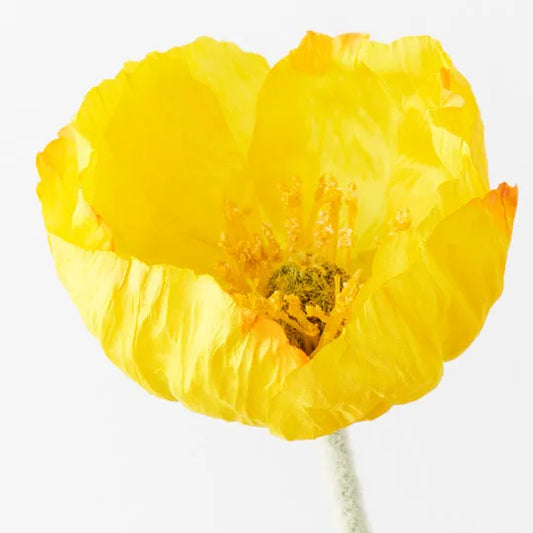 Iceland Poppy