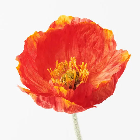 Iceland Poppy