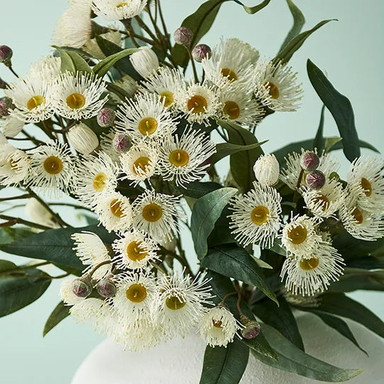 Eucalyptus Flowering Spray