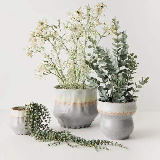 Eucalyptus Bush in Pot