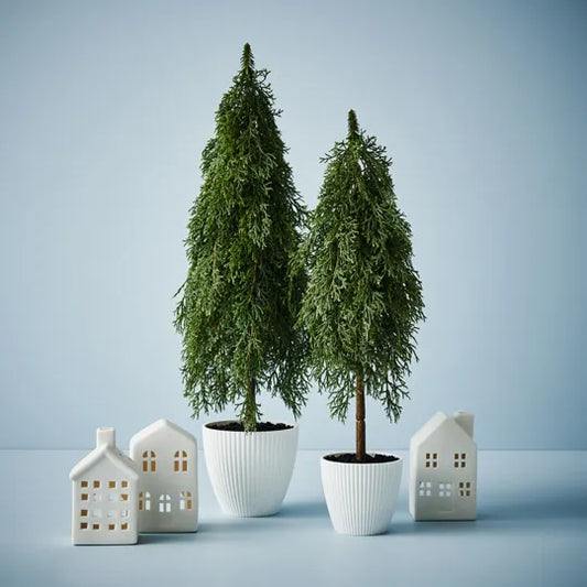 Pine Cypress Tree in Pot