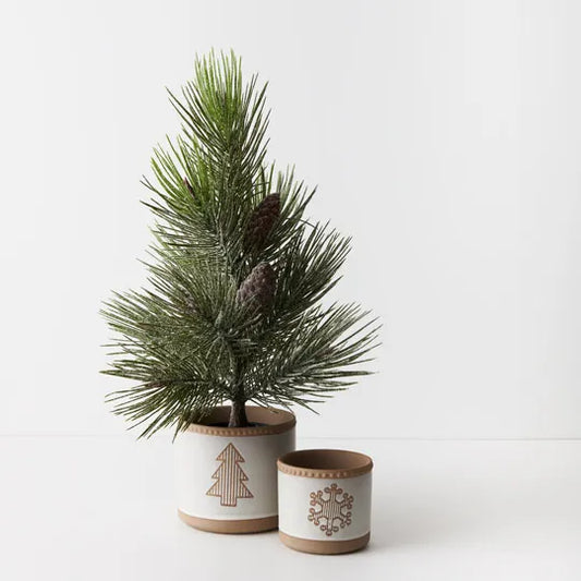 Pine Jasper Tree in Pot