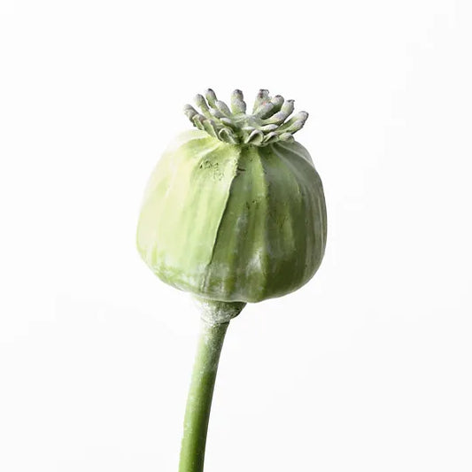 Poppy Bud Spray