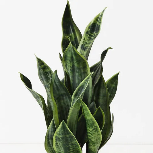 Sansevieria Plant in Pot