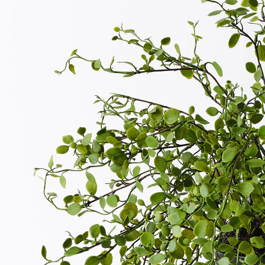 Maidenhair Vine Plant in Pot