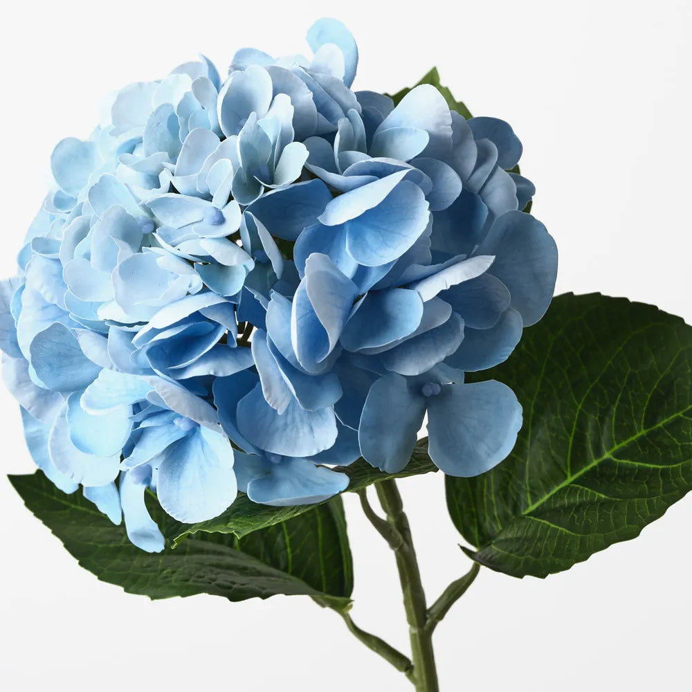 Hydrangea
