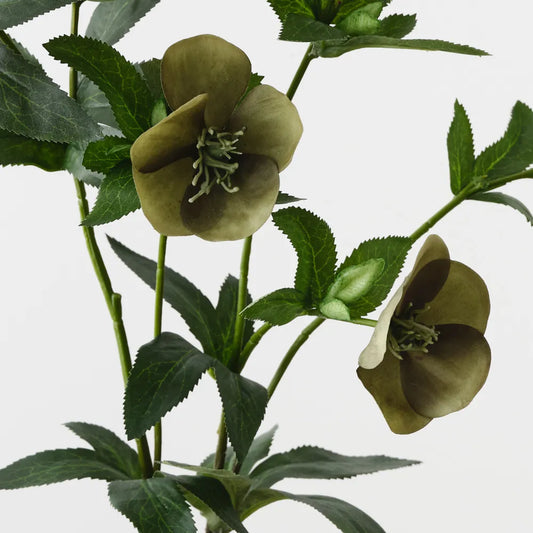 Hellebore Spray