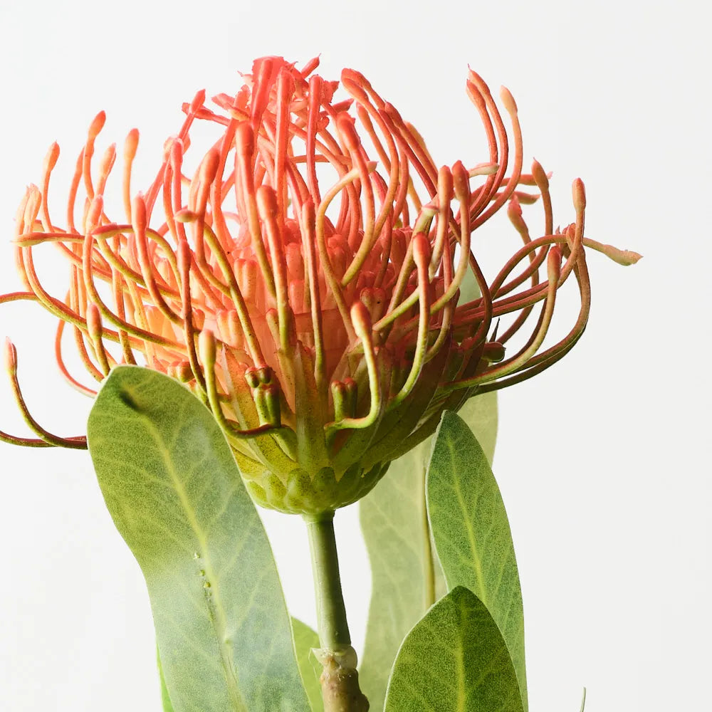 Protea Leucospermum
