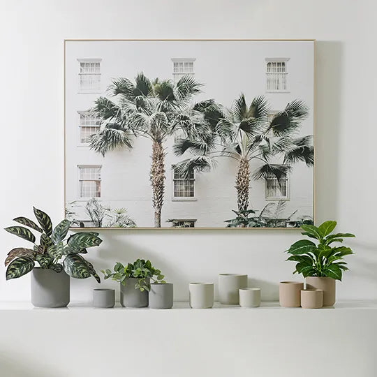 Calathea Plant in Pot