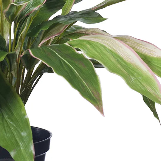 Cordyline Plant in Pot