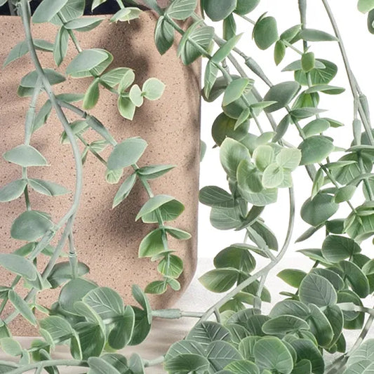 Eucalyptus Hanging Bush Potted