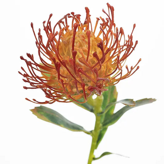Protea Leucospermum
