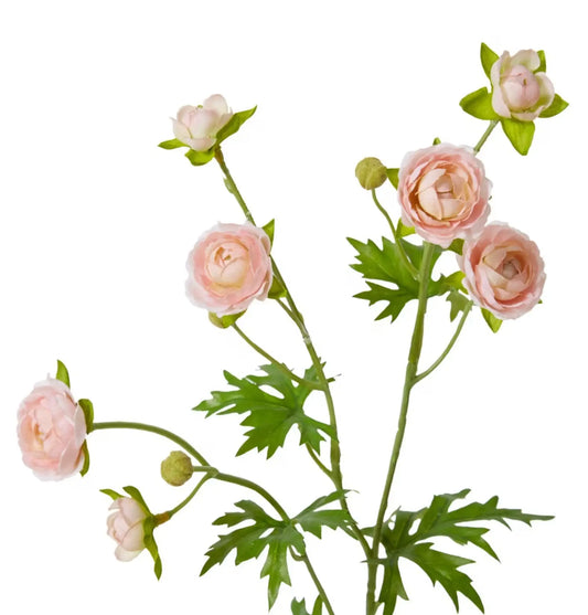Ranunculus Spray