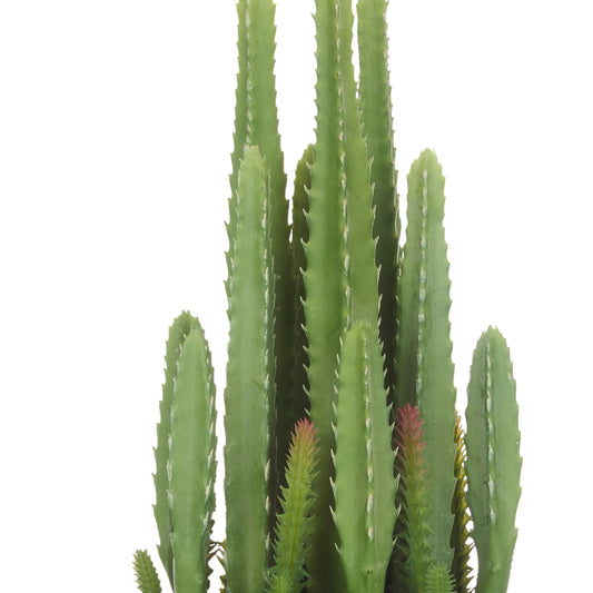 Fairy Castle Cactus Plant