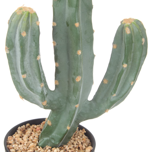 Saguaro Cactus Plant