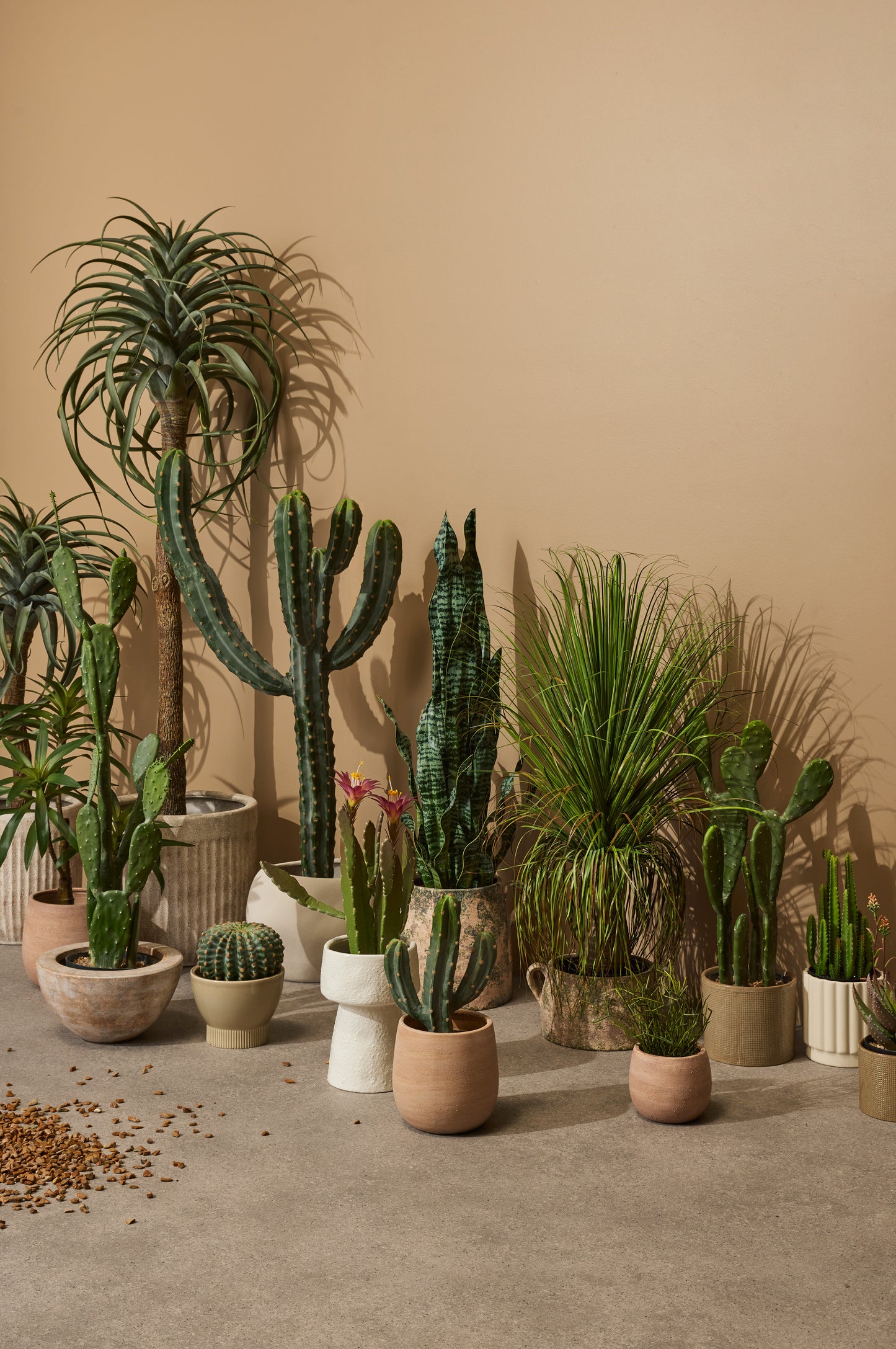 Saguaro Cactus Plant