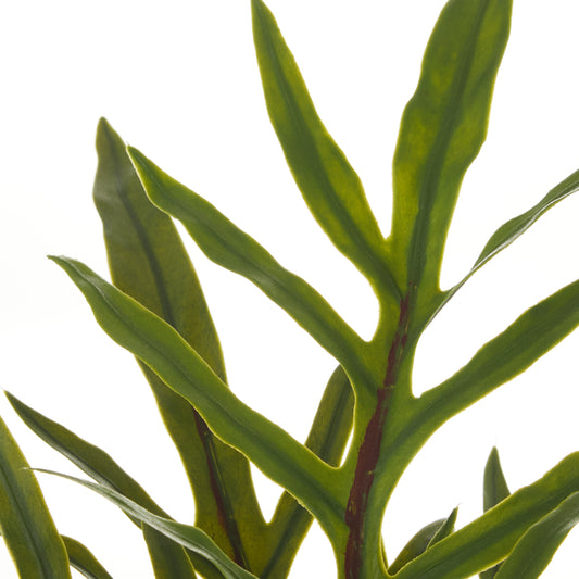 Blue Star Fern Plant