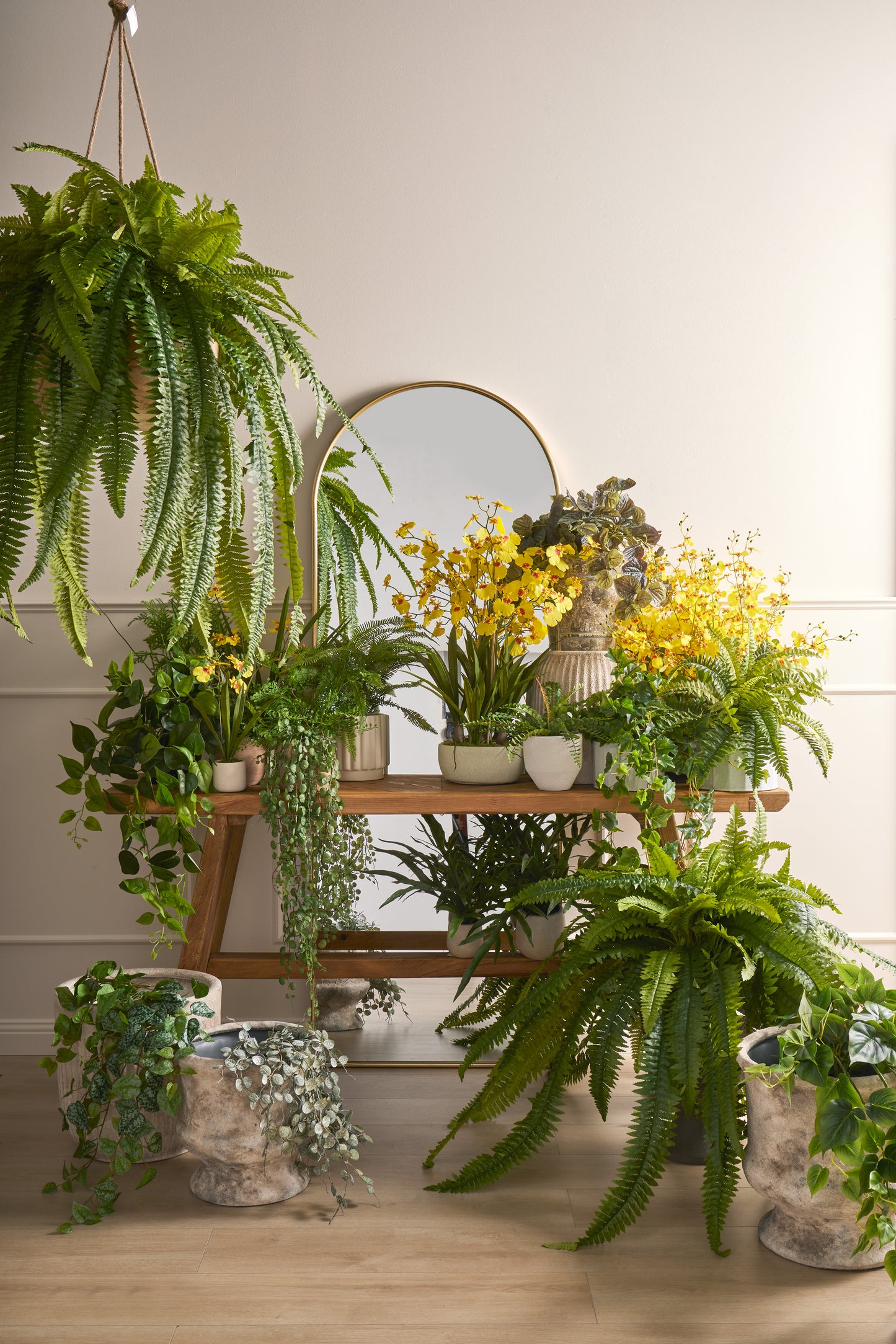 Blue Star Fern Plant