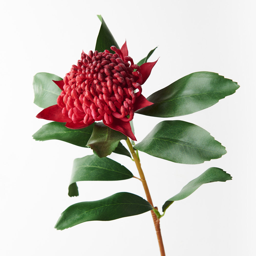 Waratah Spray