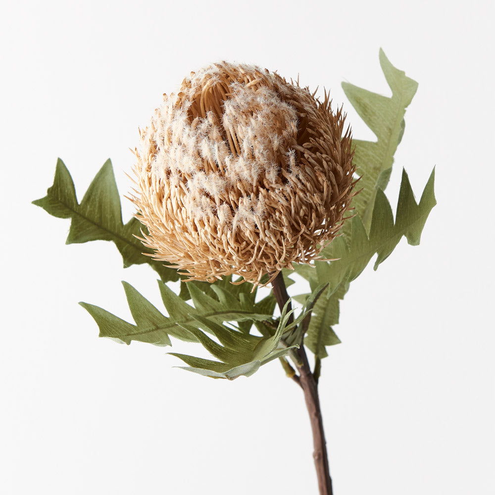 Banksia Acorn Spray