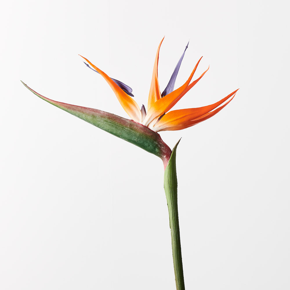 Bird of Paradise Stem