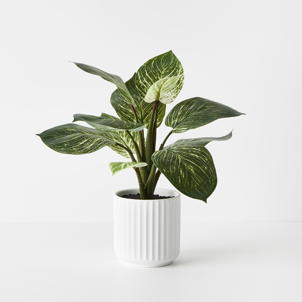 Dieffenbachia Plant in Pot