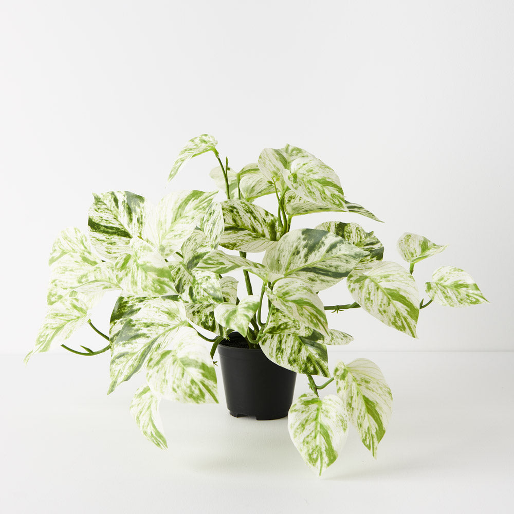 Pothos Marble Queen Hanging Bush in Pot