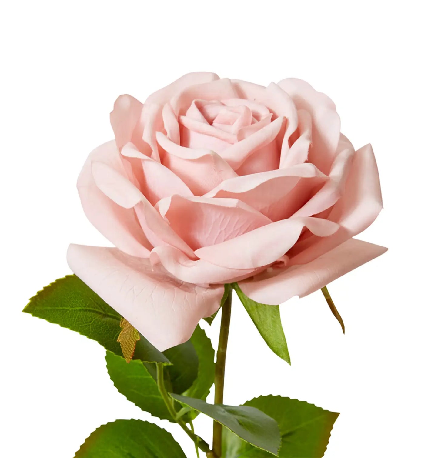 Rose Garden Stem