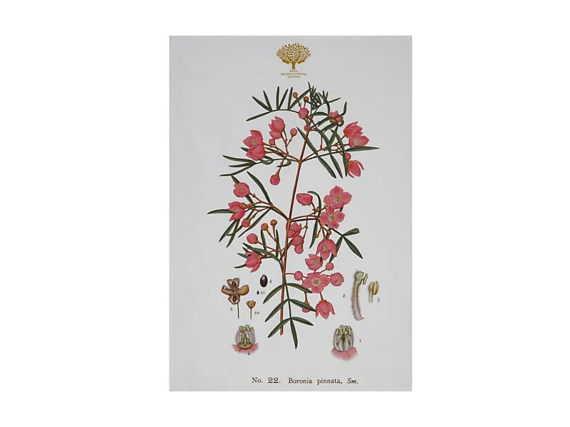 Royal Botanic Gardens Australian Botanics Tea Towel | Boronia