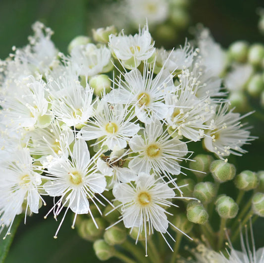 Candle | Lemon Myrtle