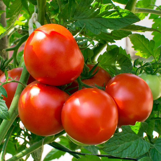 Candle | Tuscan Garden