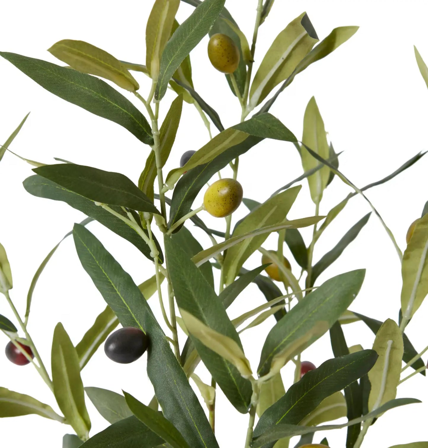Olive Tree