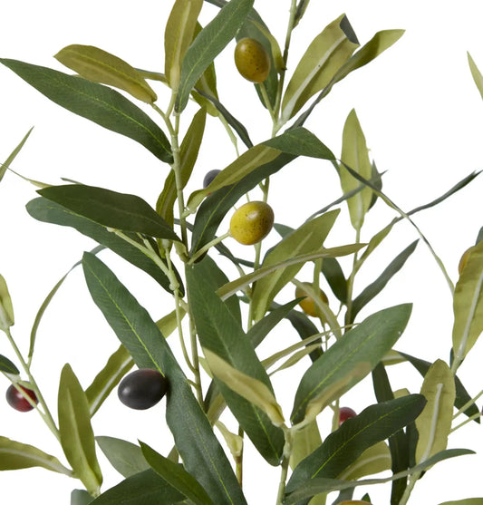 Olive Tree