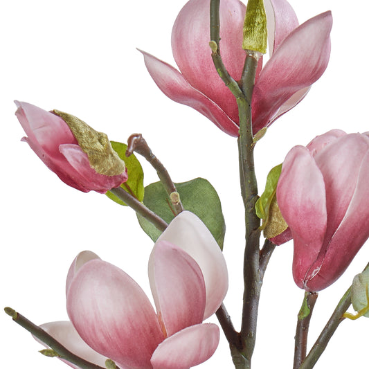 Magnolia Blossom Stem