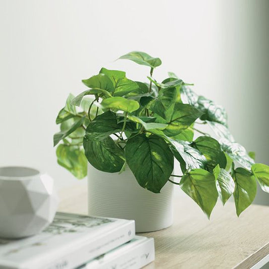 Pothos in Pot
