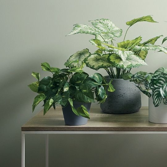 Pothos in Pot