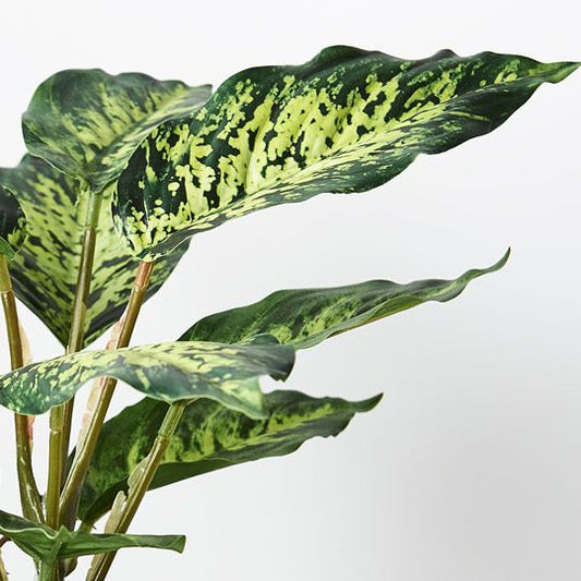 Dieffenbachia in Pot