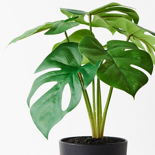 Monstera in Pot