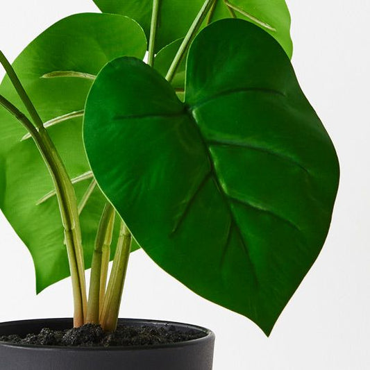 Philodendron in Pot