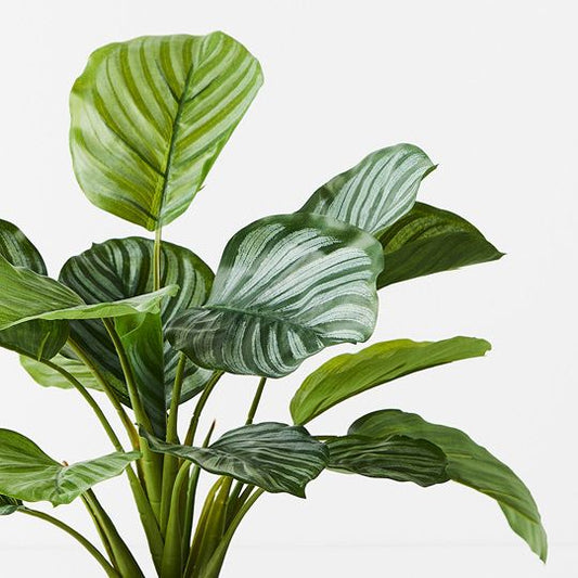 Calathea Plant in Pot