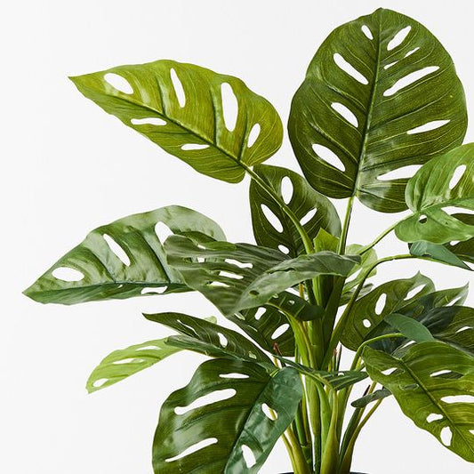 Monstera Adansonii in Pot