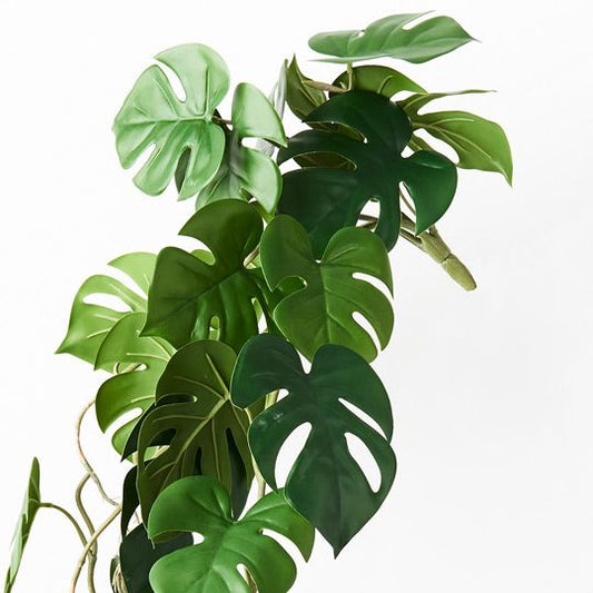 Monstera Hanging Bush